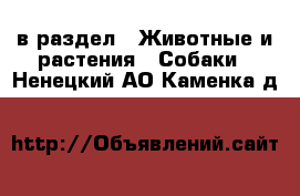  в раздел : Животные и растения » Собаки . Ненецкий АО,Каменка д.